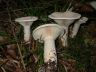 Clitocybe geotrope
